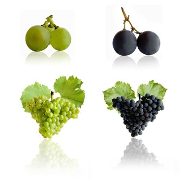 Garnacha blanca y garnacha tinta